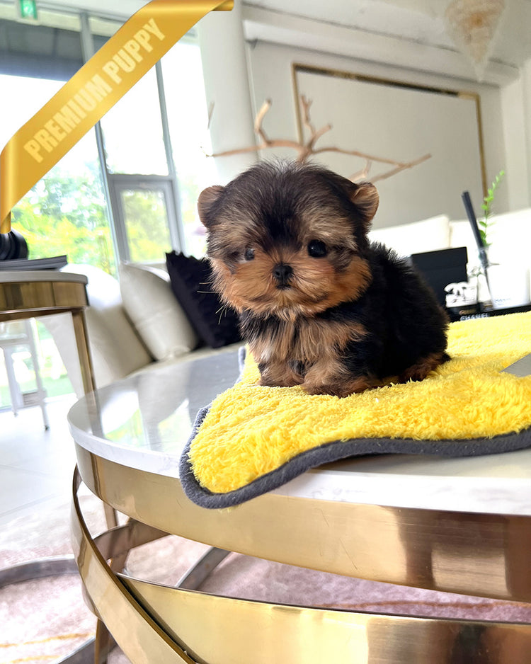 ZOEY - FEMALE (PURCHASED by ALMA) - ROLLY TEACUP PUPPIES - TEACUP PUPPY FOR SALE