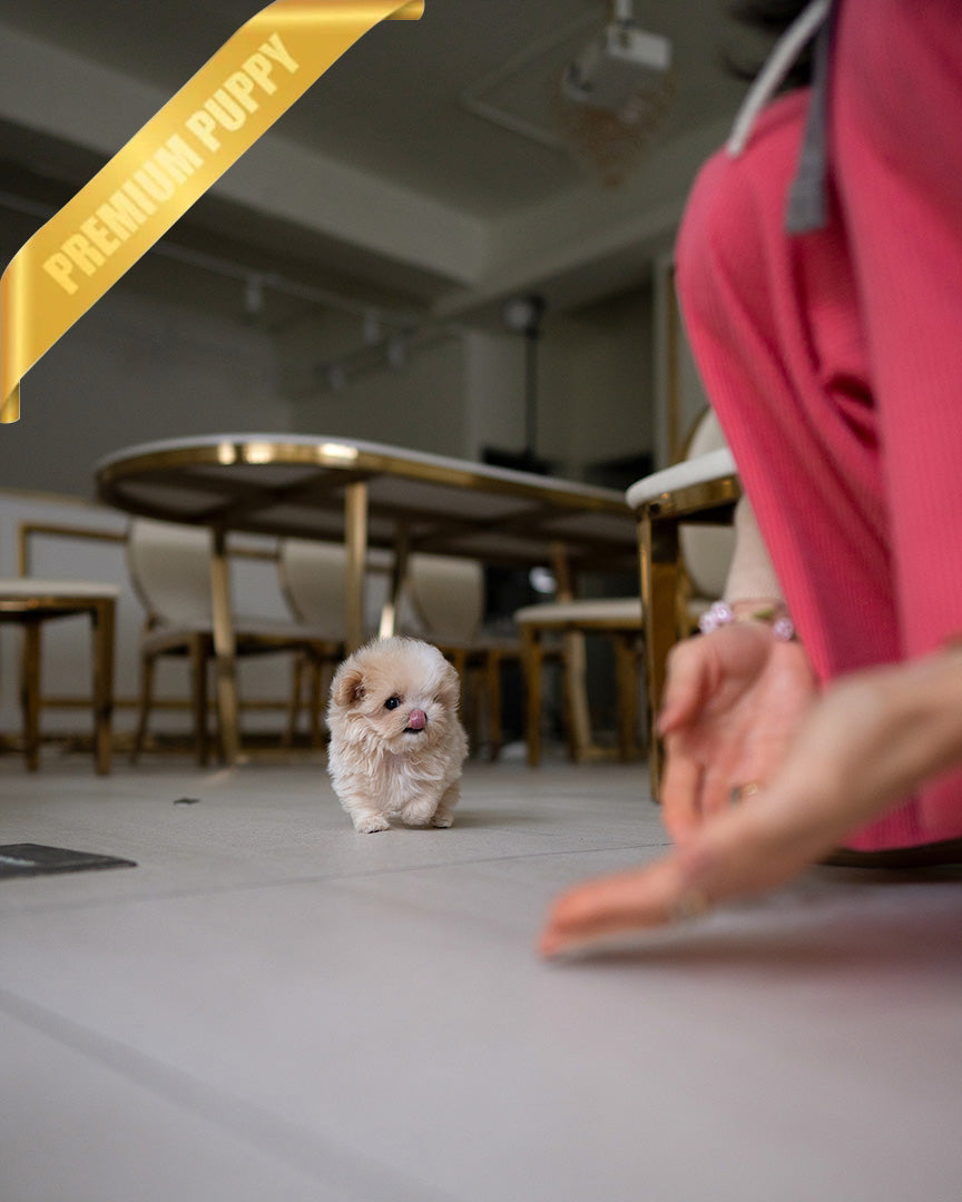 VIVI - FEMALE (RESERVED by CHANG)