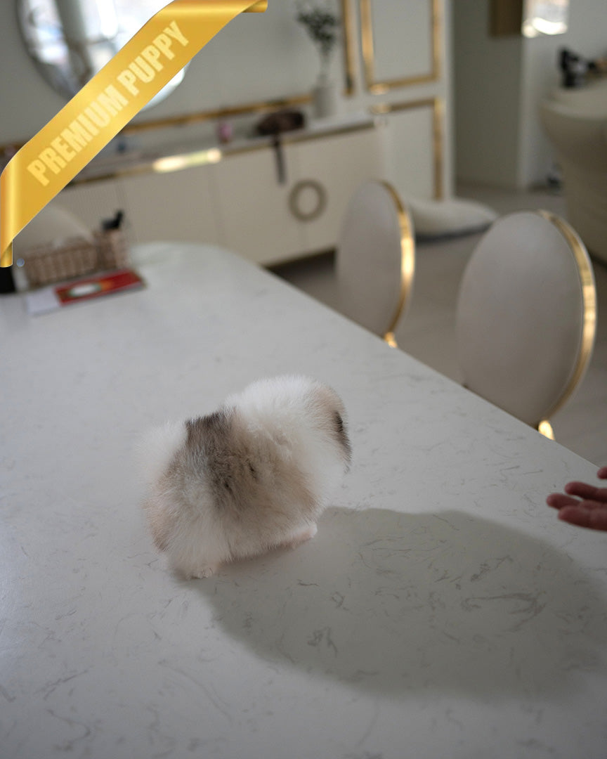 KYLE - MALE (PURCHASED by ASHCON)