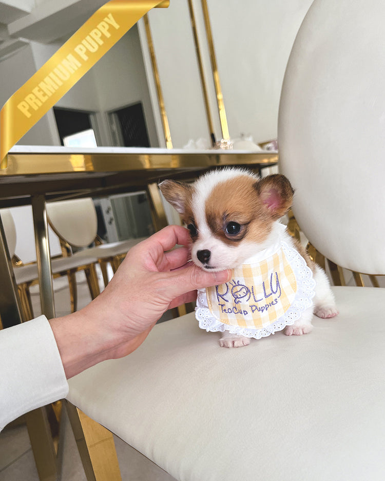NALA  - FEMALE - ROLLY TEACUP PUPPIES - TEACUP PUPPY FOR SALE