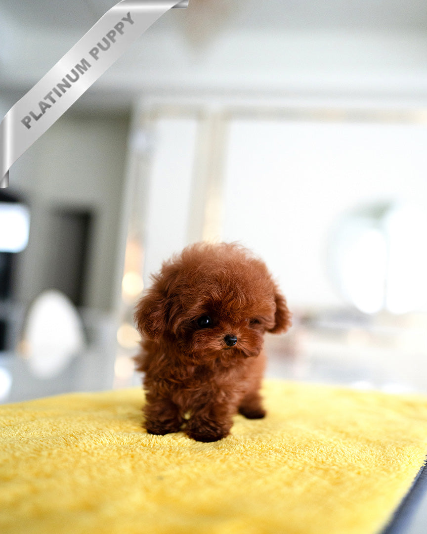 VELVET - FEMALE (RESERVED by CHLOE)