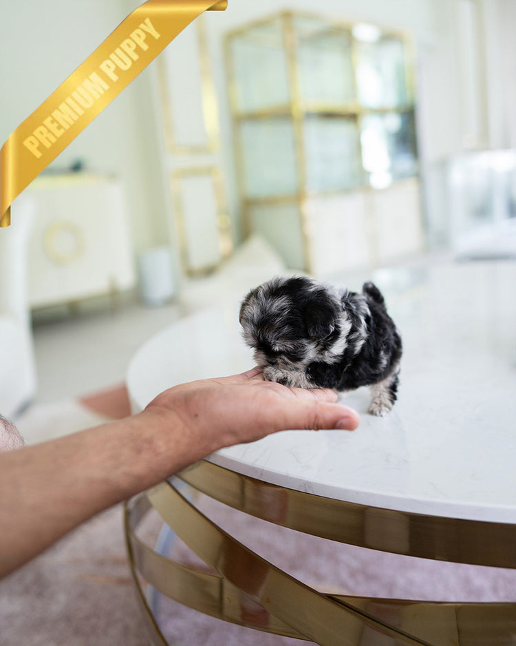 DIOR - FEMALE (PURCHASED by ANONYMOUS) - ROLLY TEACUP PUPPIES - TEACUP PUPPY FOR SALE