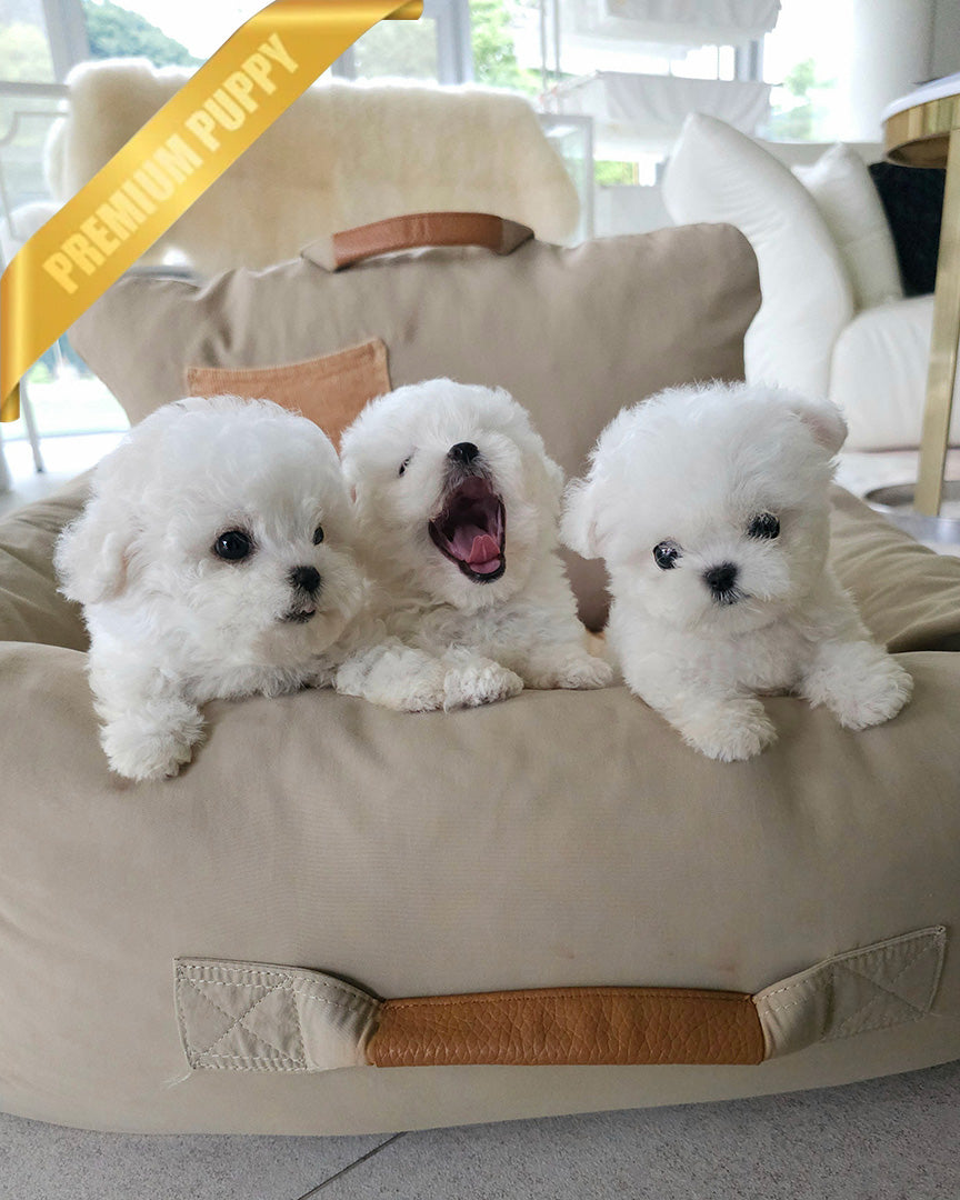 LADY & POLAR & TOBY - FEMALE & MALE - ROLLYPUPS OFFICIAL