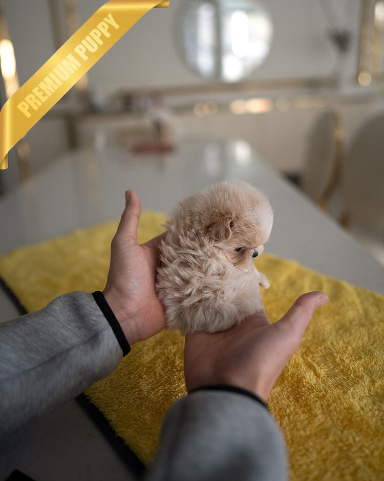 LULU - FEMALE - ROLLY TEACUP PUPPIES - TEACUP PUPPY FOR SALE