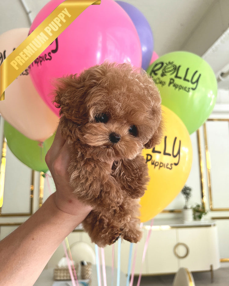 BENNETT - MALE (PURCHASED by LAZARA) - ROLLY TEACUP PUPPIES - TEACUP PUPPY FOR SALE