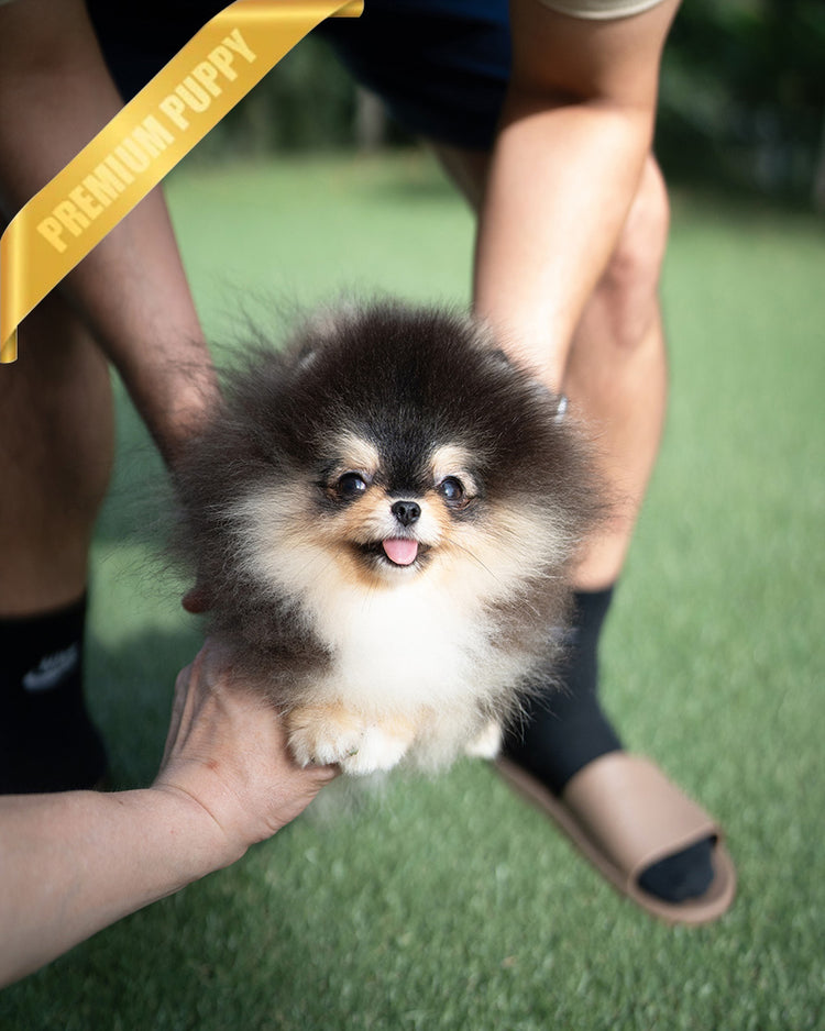 ONYX - MALE - ROLLY TEACUP PUPPIES - TEACUP PUPPY FOR SALE