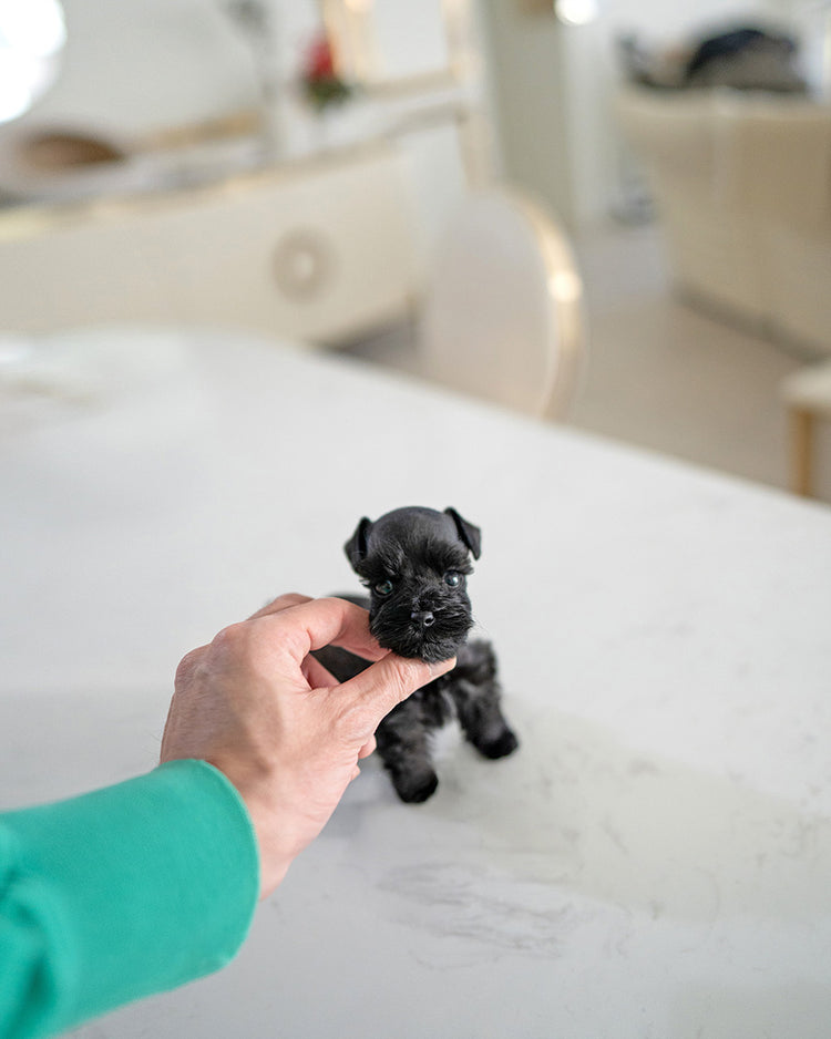 BAILEY - FEMALE - ROLLY TEACUP PUPPIES