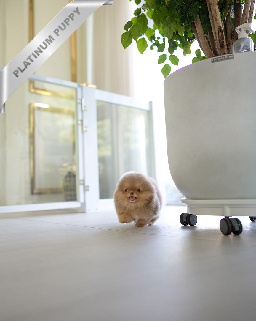 HERSHEY - MALE (PURCHASED by SABRINA) - ROLLY TEACUP PUPPIES - TEACUP PUPPY FOR SALE