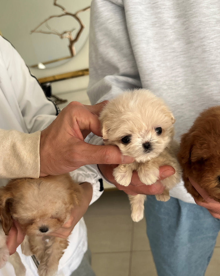 NEW BABIES - ROLLYPUPS OFFICIAL