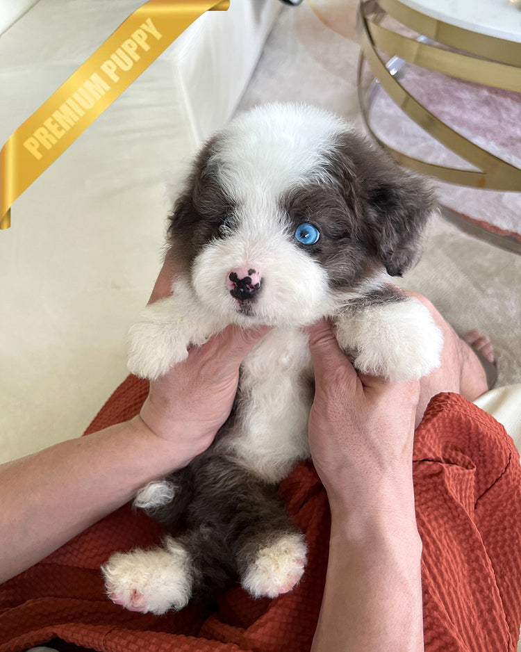 NOVA - FEMALE (PURCHASED by LIA) - ROLLY TEACUP PUPPIES - TEACUP PUPPY FOR SALE