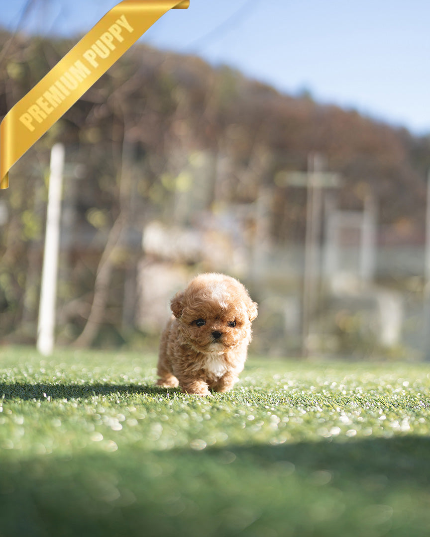 TRUFFLE - MALE (PURCHASED by NIKI) - ROLLYPUPS OFFICIAL