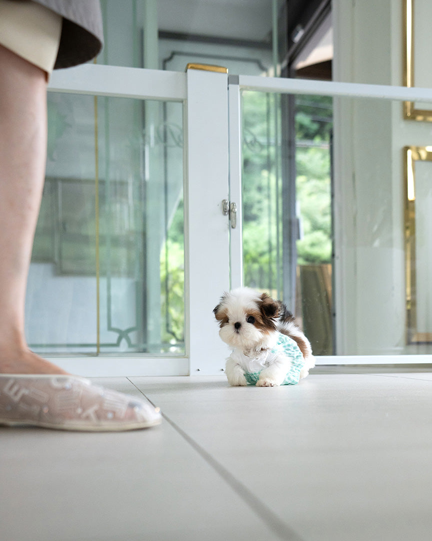 TOBY - MALE (PURCHASED by SWAN) - ROLLY TEACUP PUPPIES - TEACUP PUPPY FOR SALE