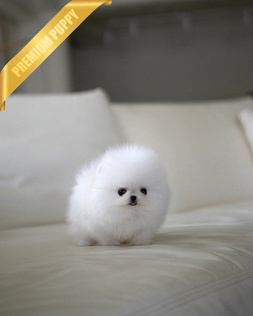 MOCHI - FEMALE (PURCHASED by TELISHA)