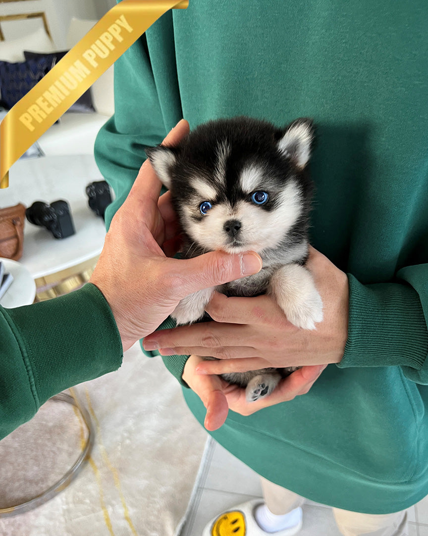 JACKSON - MALE (PURCHASED by ALMA) - ROLLYPUPS OFFICIAL