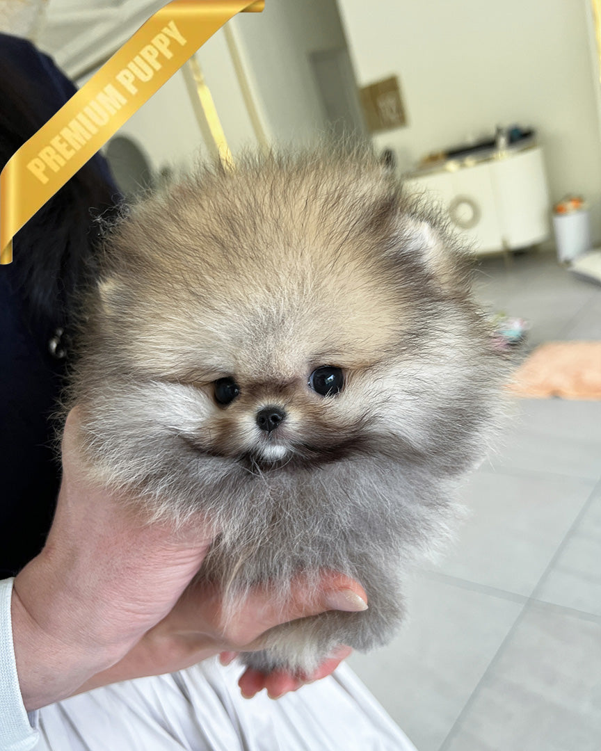 SANDY - MALE - ROLLY TEACUP PUPPIES - TEACUP PUPPY FOR SALE