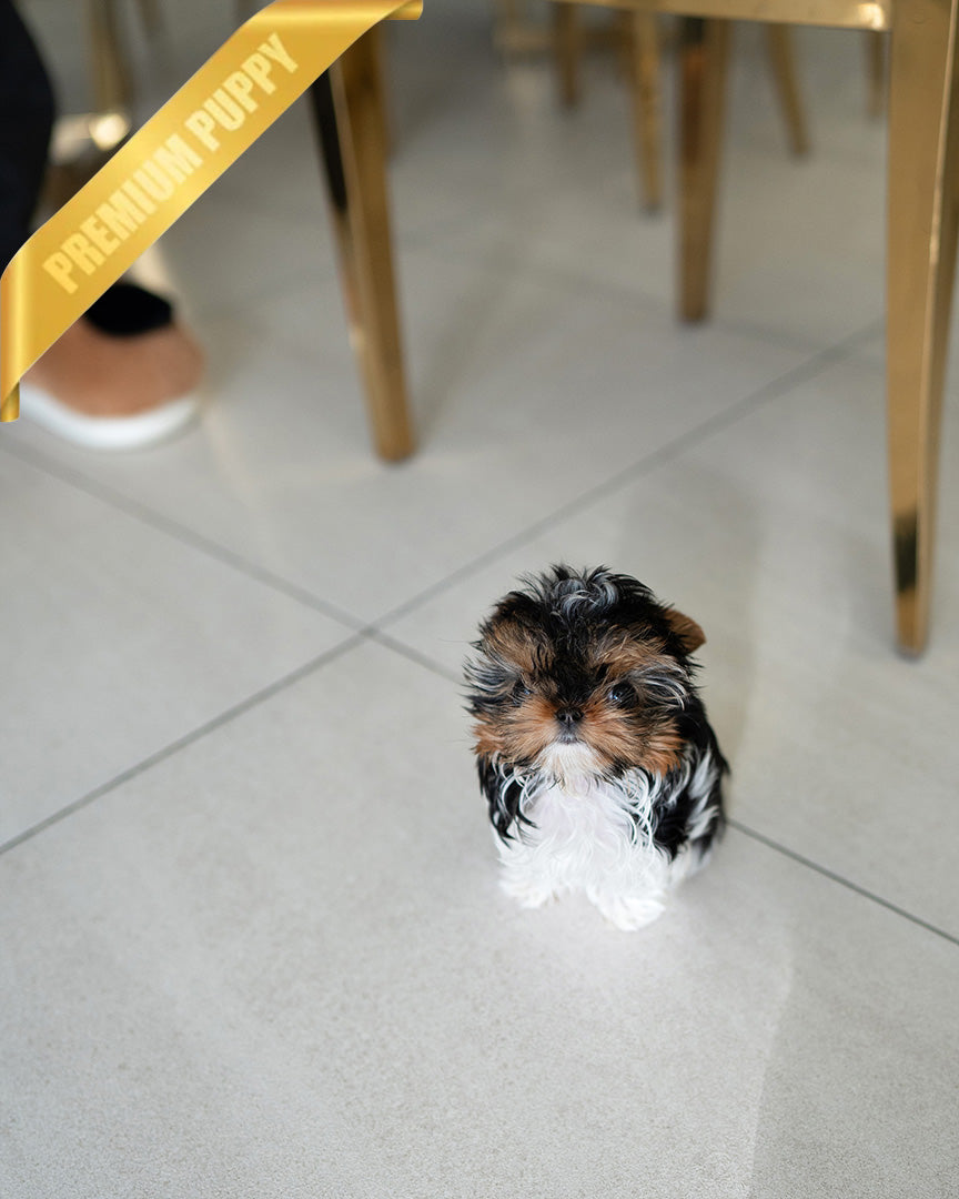 CELINE - FEMALE (RESERVED by ASHLEY)