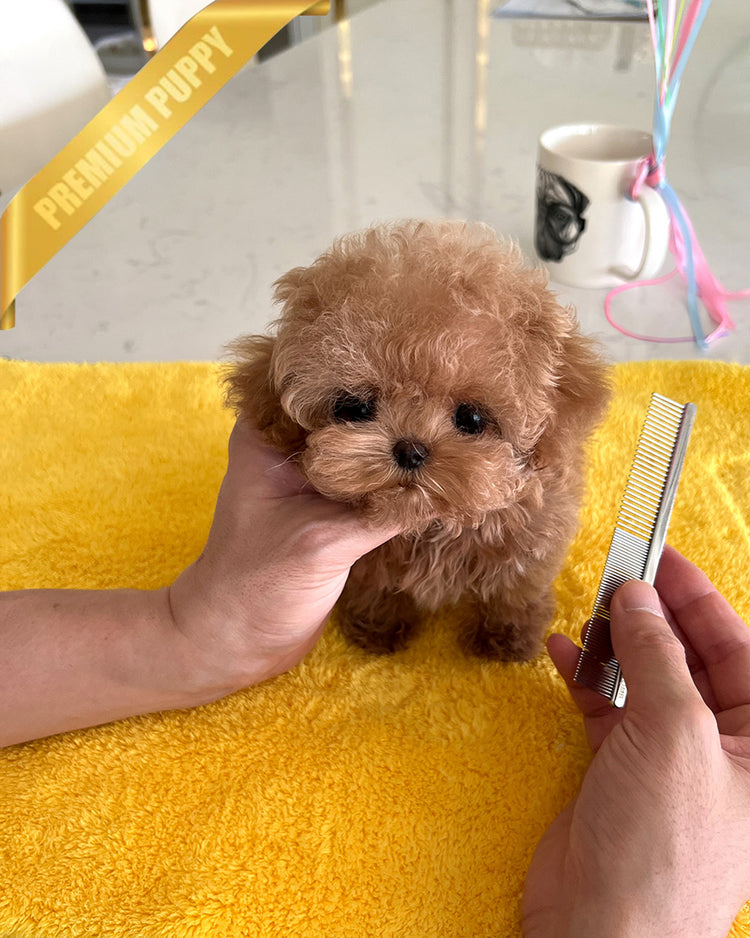 BENNETT - MALE (PURCHASED by LAZARA) - ROLLY TEACUP PUPPIES - TEACUP PUPPY FOR SALE