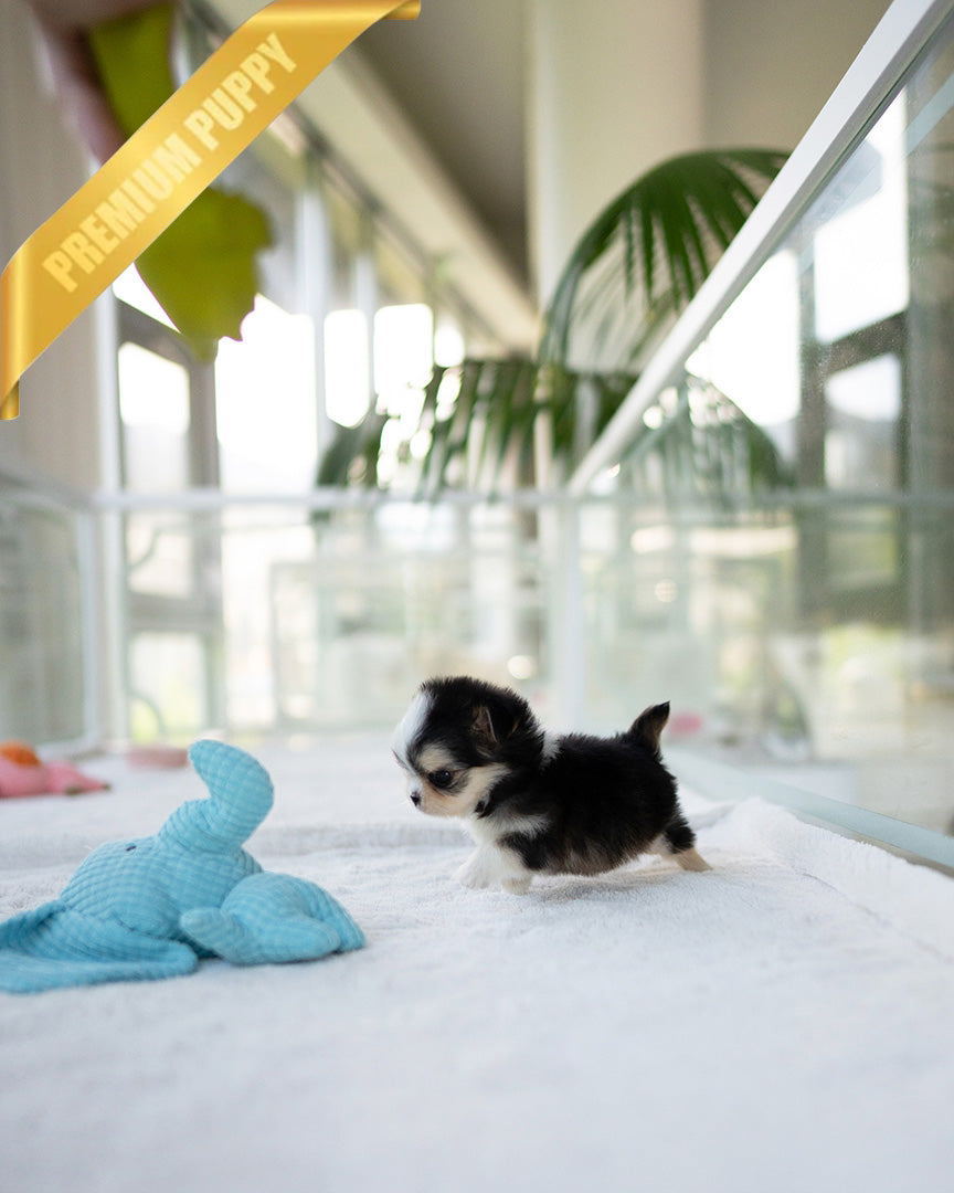 PICO - MALE - ROLLY TEACUP PUPPIES - TEACUP PUPPY FOR SALE