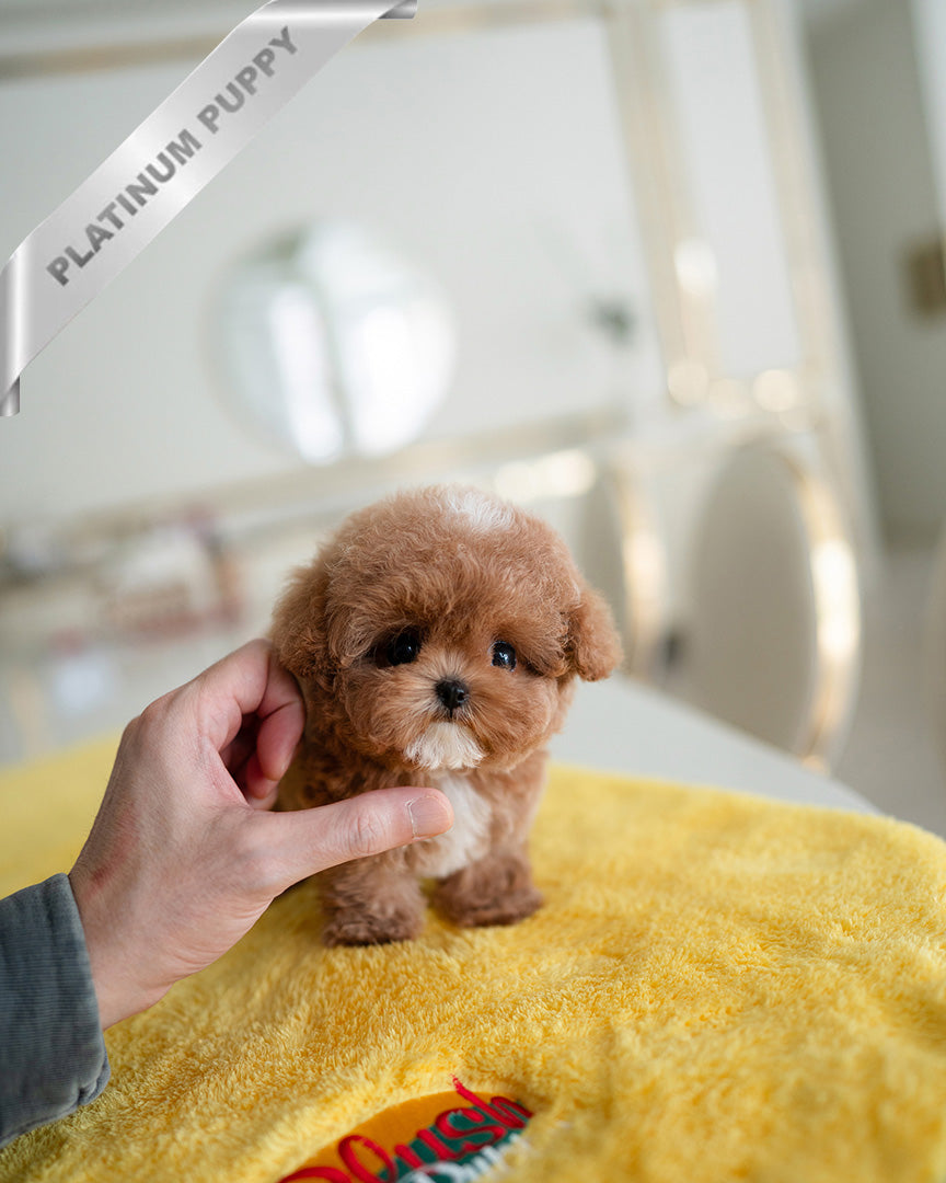 AGATHA - FEMALE - ROLLY TEACUP PUPPIES - TEACUP PUPPY FOR SALE