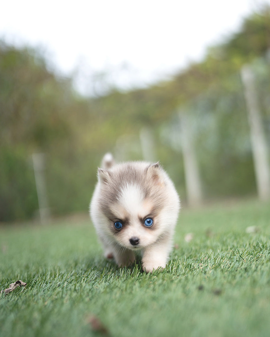 HURRICANE - MALE (PURCHASED by KURDI) - ROLLYPUPS OFFICIAL