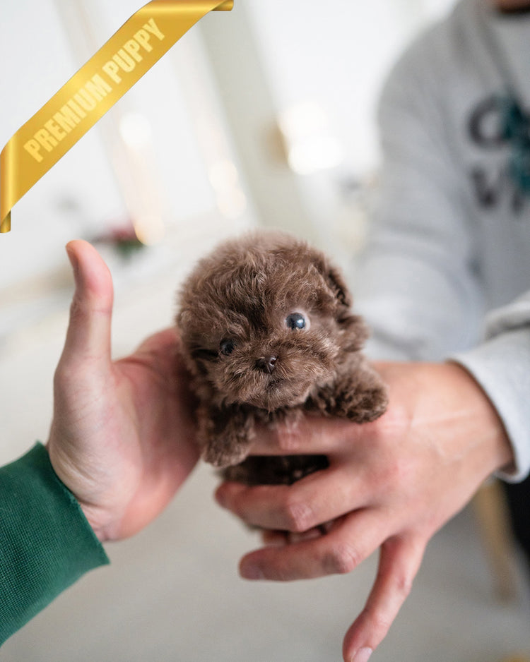 LOKI - MALE - ROLLY TEACUP PUPPIES - TEACUP PUPPY FOR SALE