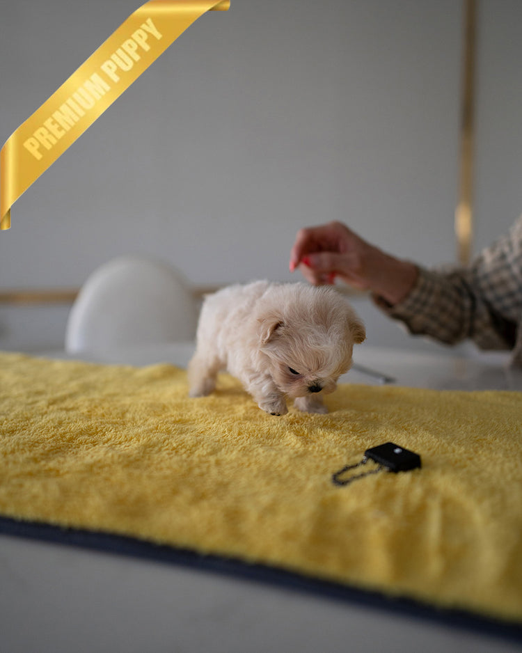 LULU - FEMALE - ROLLY TEACUP PUPPIES - TEACUP PUPPY FOR SALE