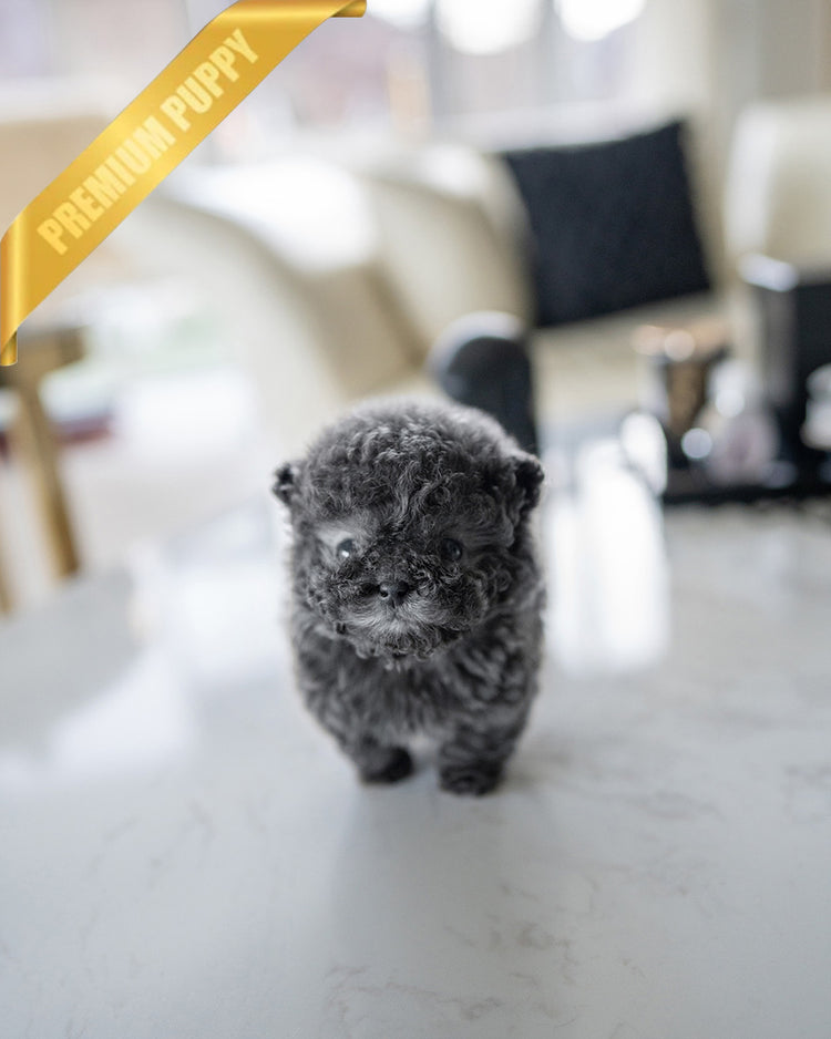 SIMON - MALE - ROLLY TEACUP PUPPIES - TEACUP PUPPY FOR SALE