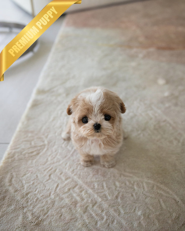 VIVI - FEMALE (PURCHASED by ELINA) - ROLLY TEACUP PUPPIES - TEACUP PUPPY FOR SALE
