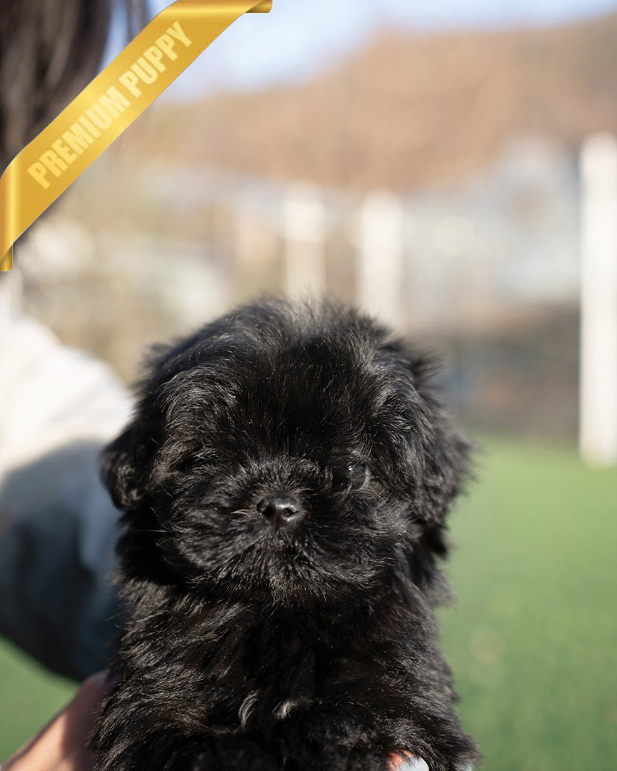 HUGO - MALE (RESERVED by LOURDES) - ROLLY TEACUP PUPPIES - TEACUP PUPPY FOR SALE