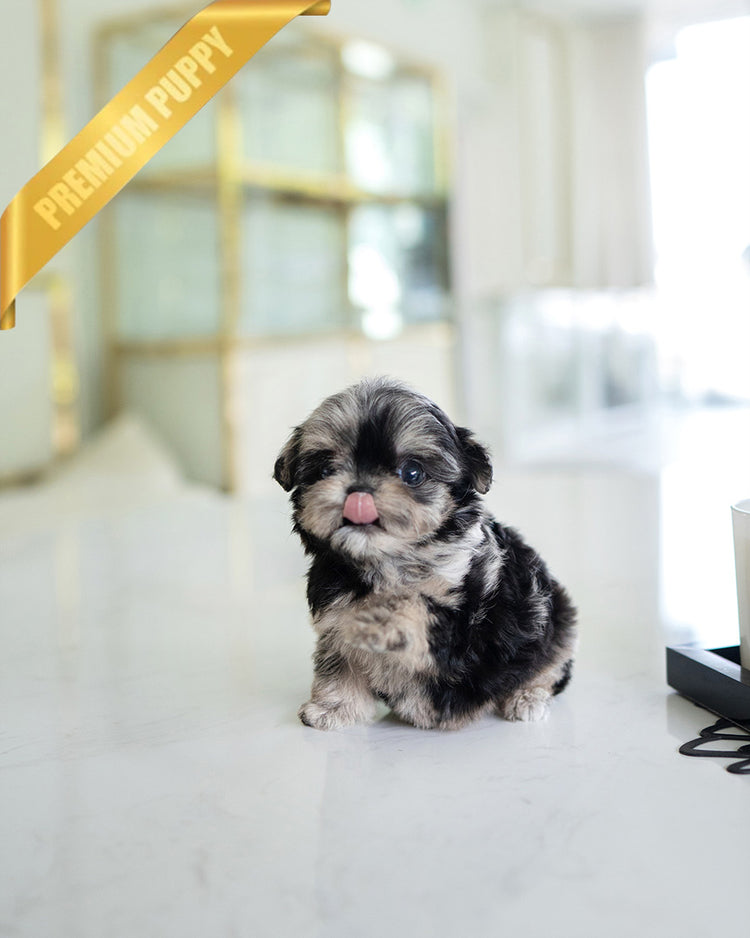 DIOR - FEMALE (PURCHASED by ANONYMOUS) - ROLLY TEACUP PUPPIES - TEACUP PUPPY FOR SALE