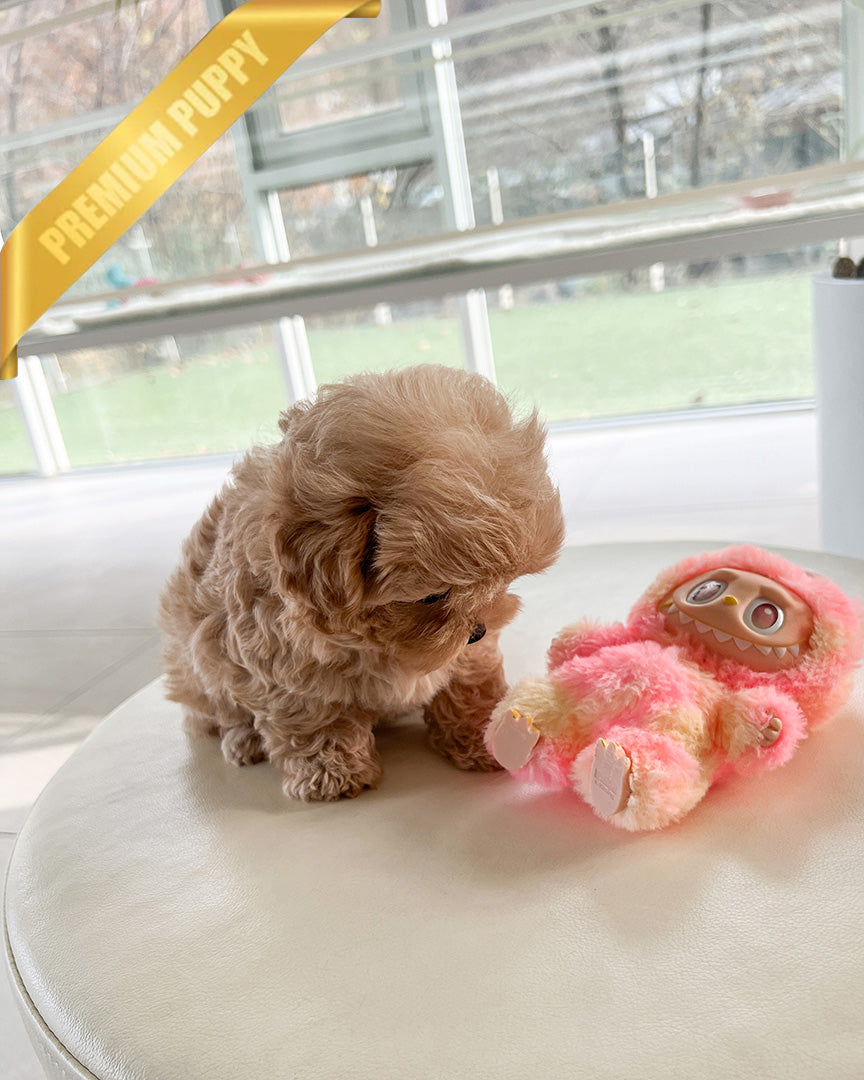 AUSTIN - MALE (PURCHASED by BLANCA)