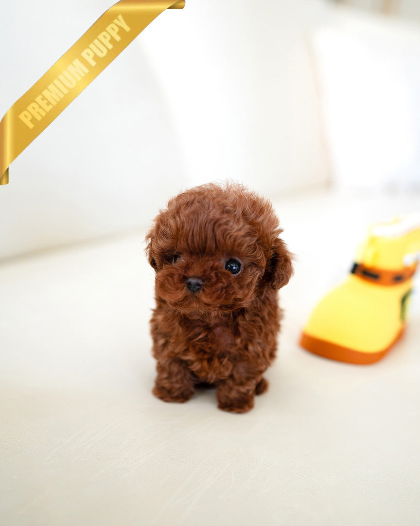 JENNIE - FEMALE (PURCHASED by MARIE) - ROLLY TEACUP PUPPIES - TEACUP PUPPY FOR SALE