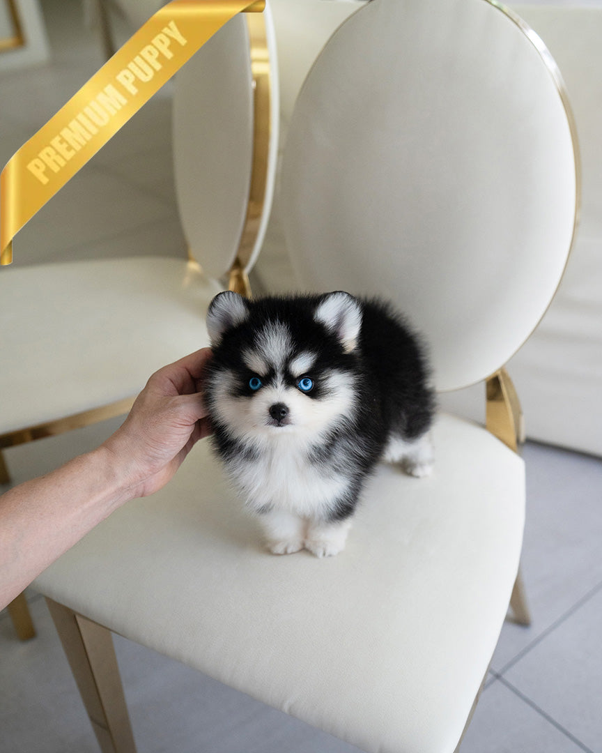 KODA - MALE (PURCHASED by SACHI)