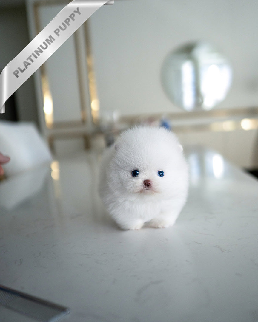 DIANA - FEMALE (PURCHASED by KHRYSTYNA)