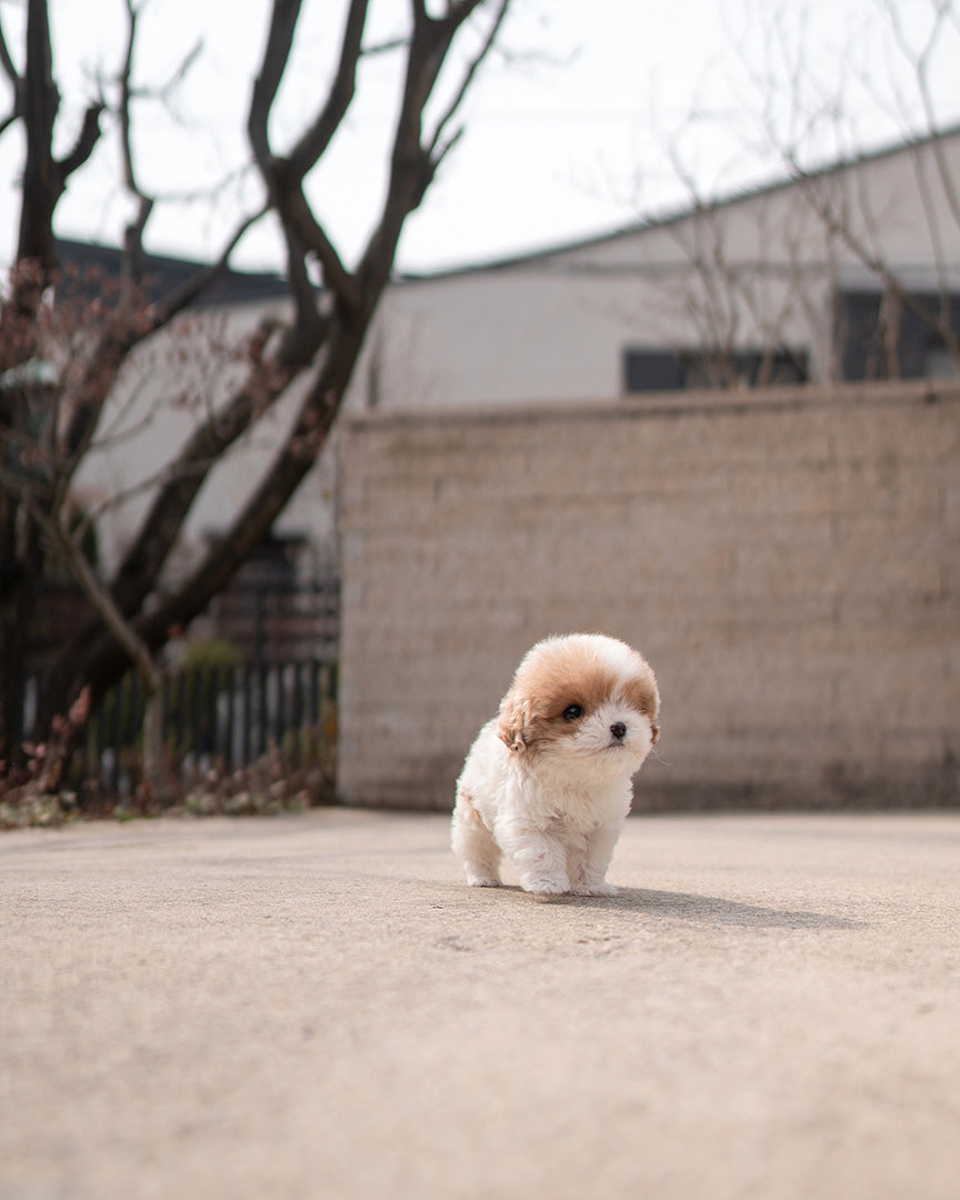 COFFEE - MALE - ROLLYPUPS OFFICIAL