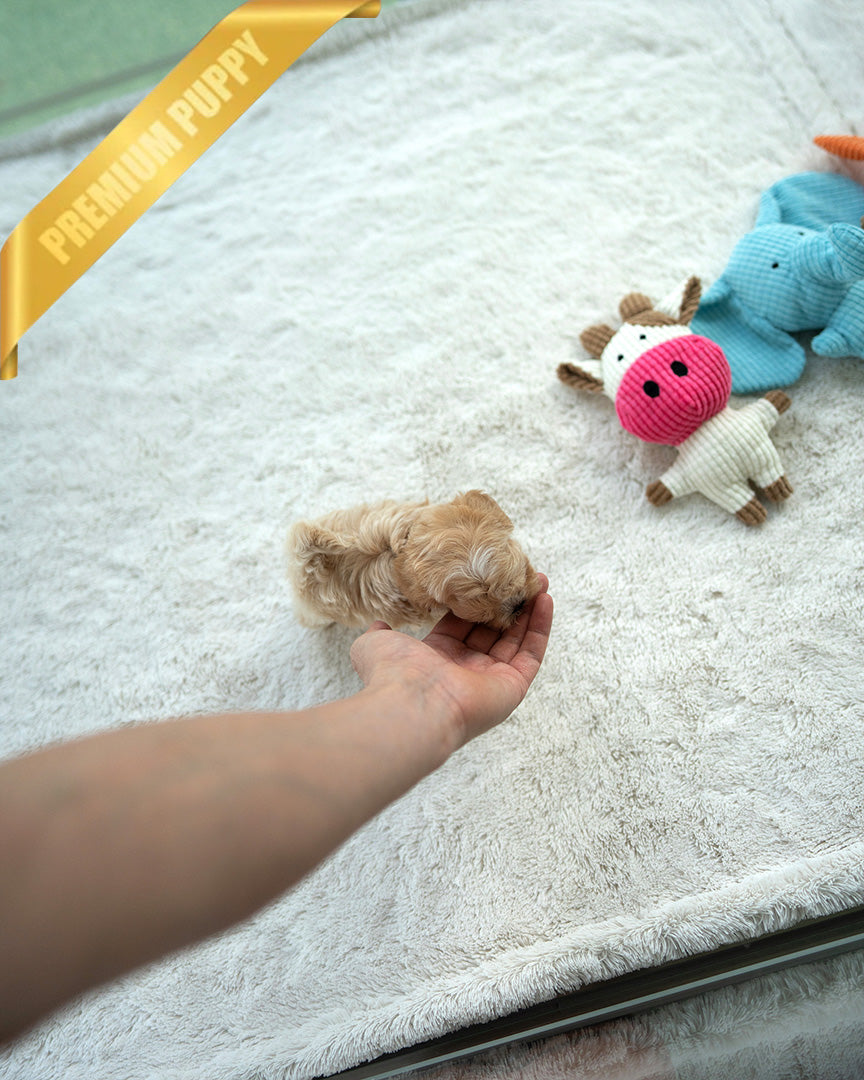 ESME - FEMALE (PURCHASED by ELSA) - ROLLY TEACUP PUPPIES - TEACUP PUPPY FOR SALE