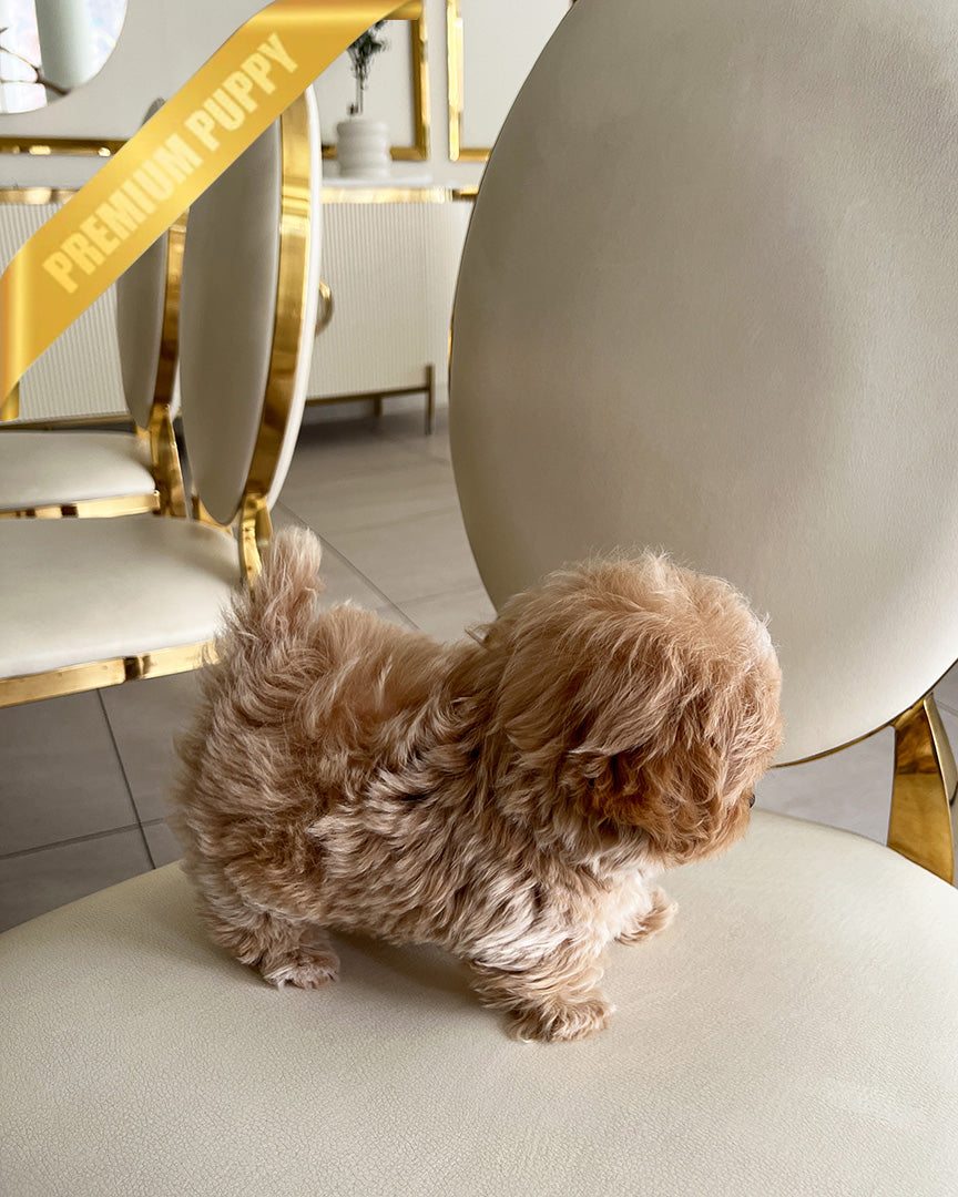 CHLOE - FEMALE (PURCHASED by JANE)