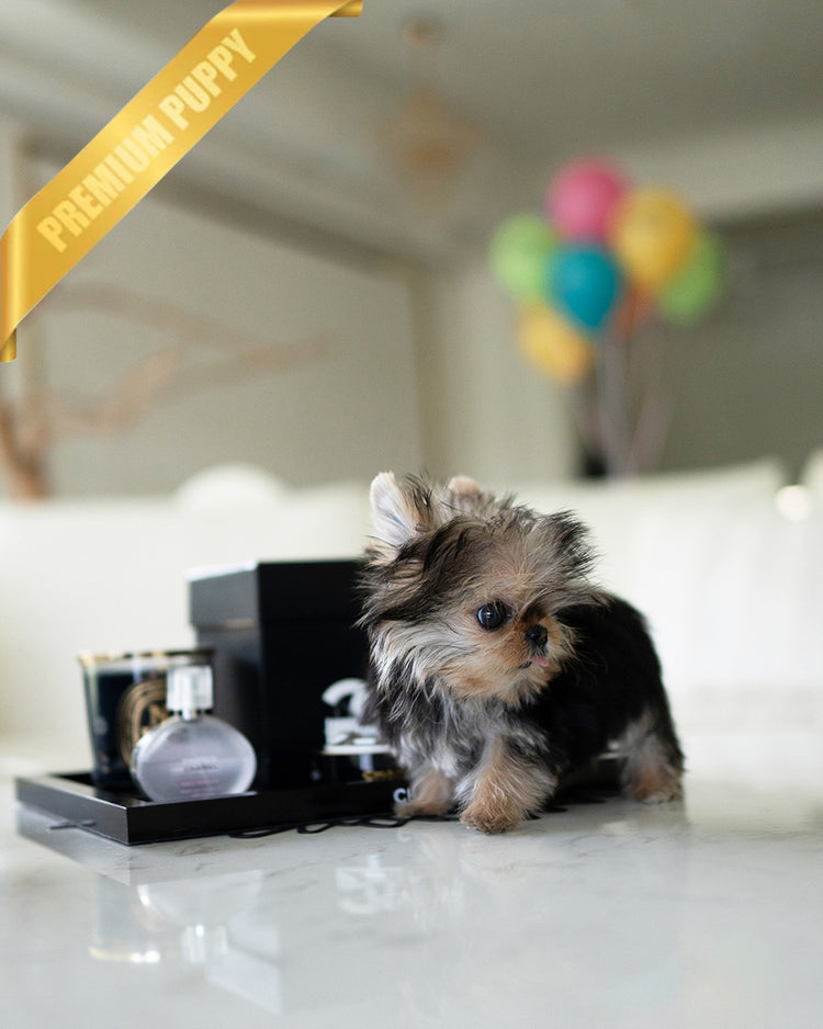 GRACE - FEMALE - ROLLY TEACUP PUPPIES - TEACUP PUPPY FOR SALE
