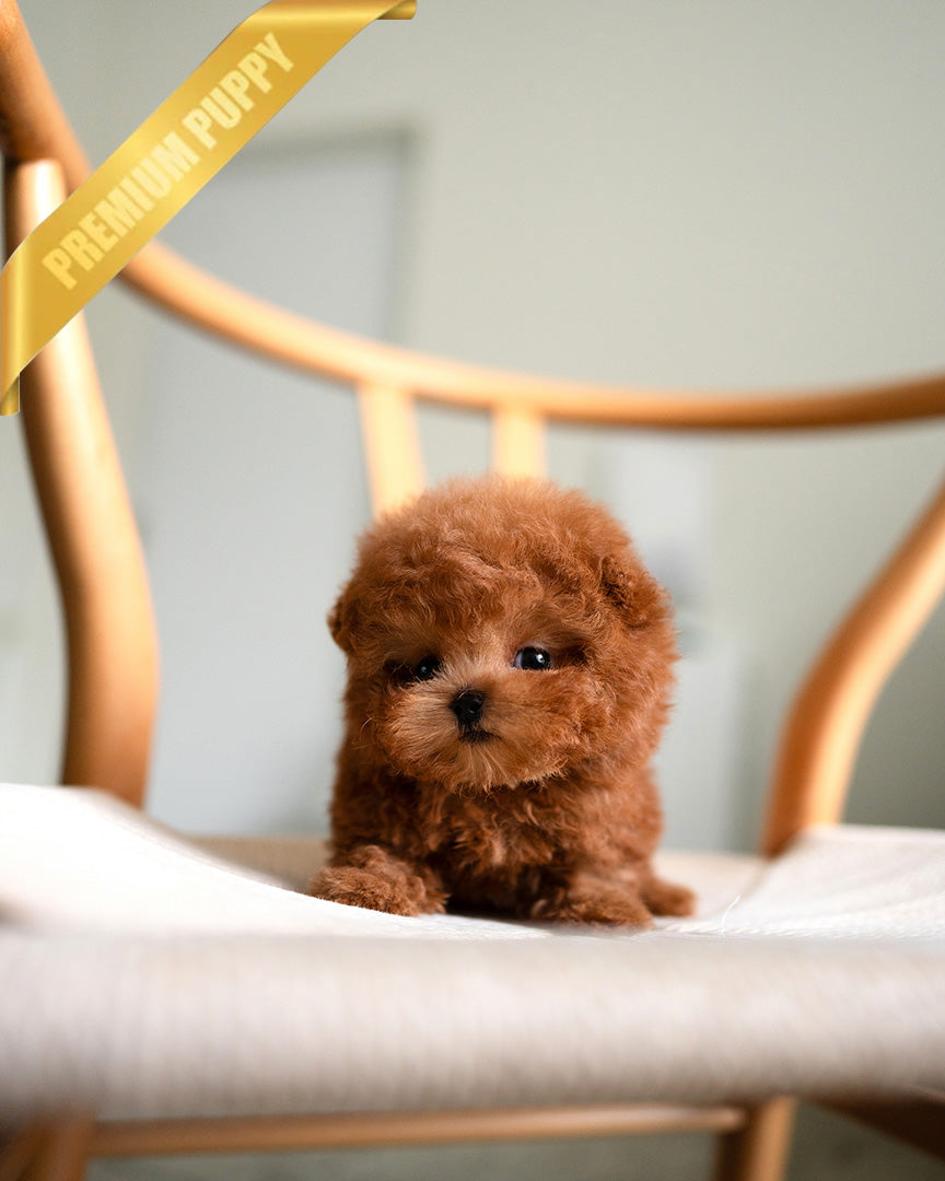 NUGGET - MALE (RESERVED by JANELLE)