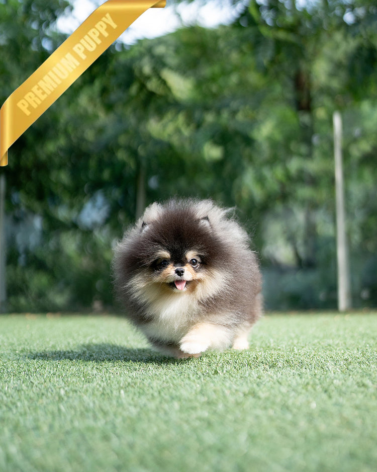 ONYX - MALE - ROLLY TEACUP PUPPIES - TEACUP PUPPY FOR SALE
