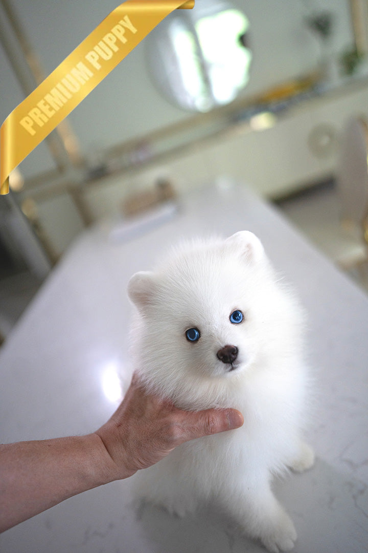 MARSHY - MALE - ROLLY TEACUP PUPPIES - TEACUP PUPPY FOR SALE