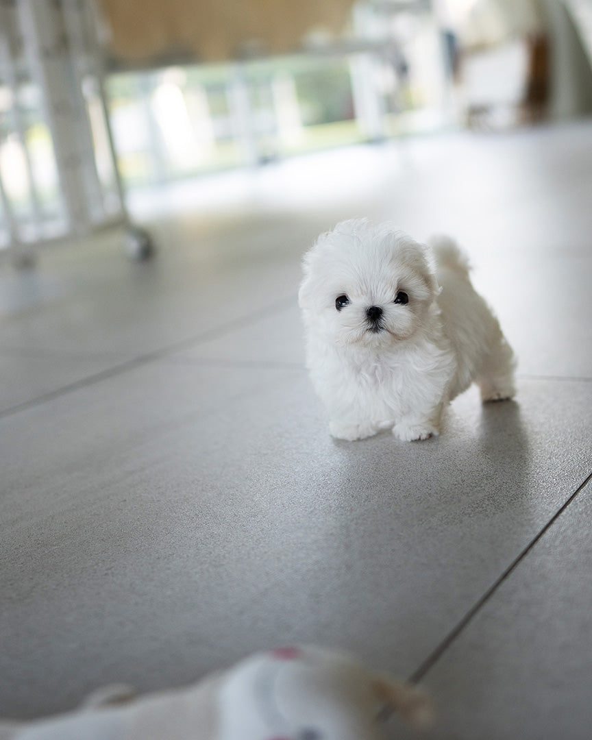 SOMI - FEMALE (PURCHASED by CHO) - ROLLYPUPS OFFICIAL