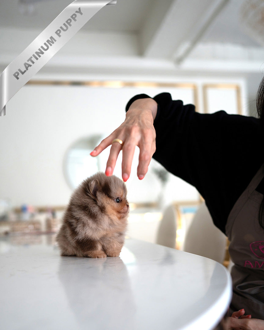 GISELE - FEMALE (RESERVED by DANIELA)