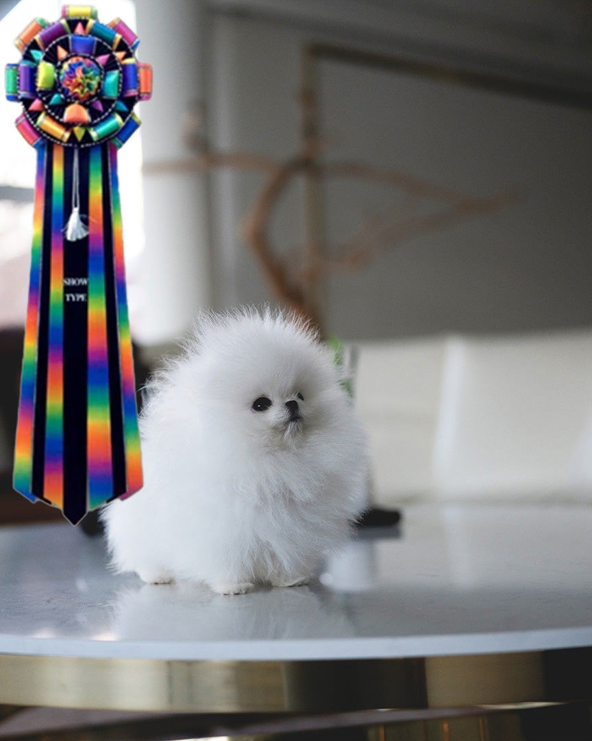 BOO - MALE - ROLLY TEACUP PUPPIES