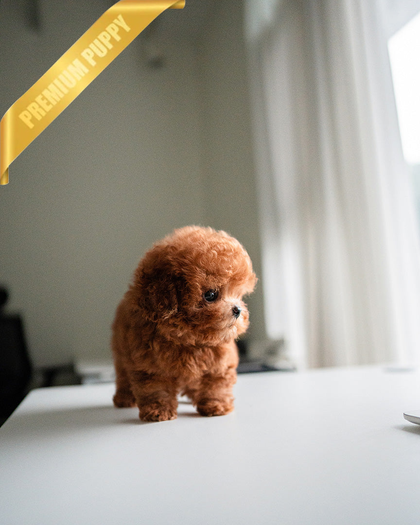 NUGGET - MALE