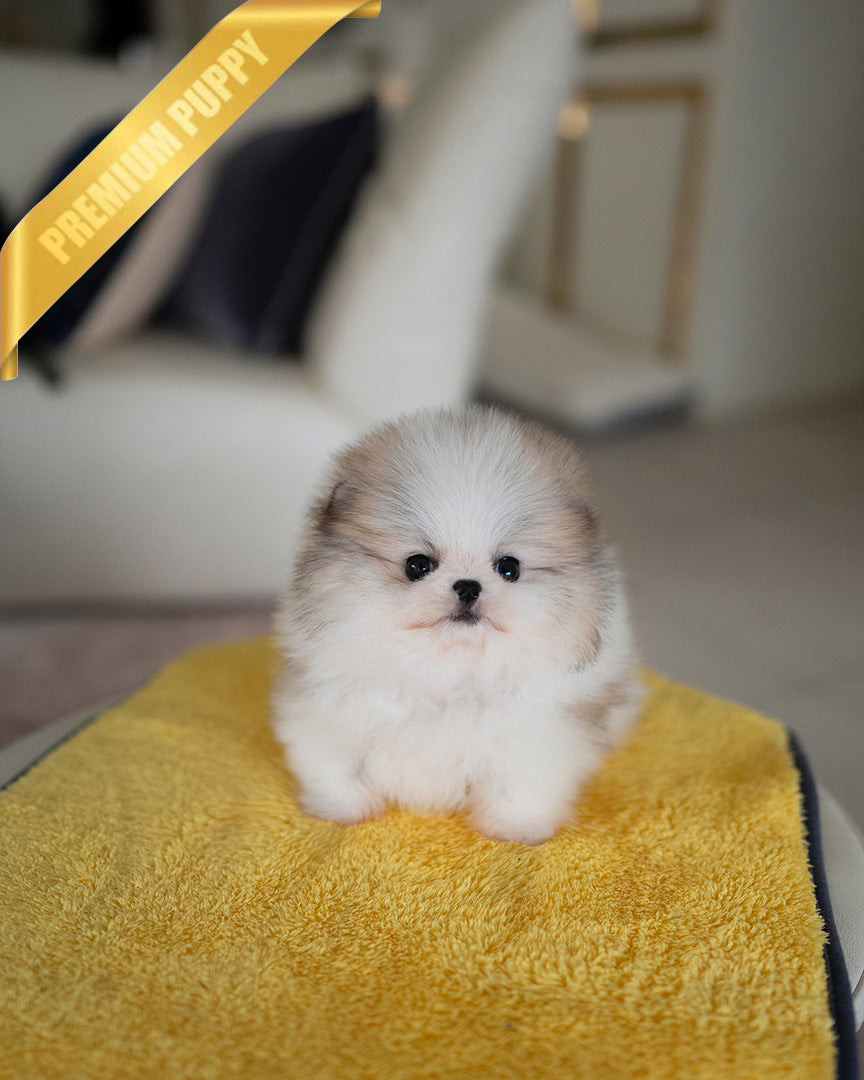 KYLE - MALE (PURCHASED by ASHCON)