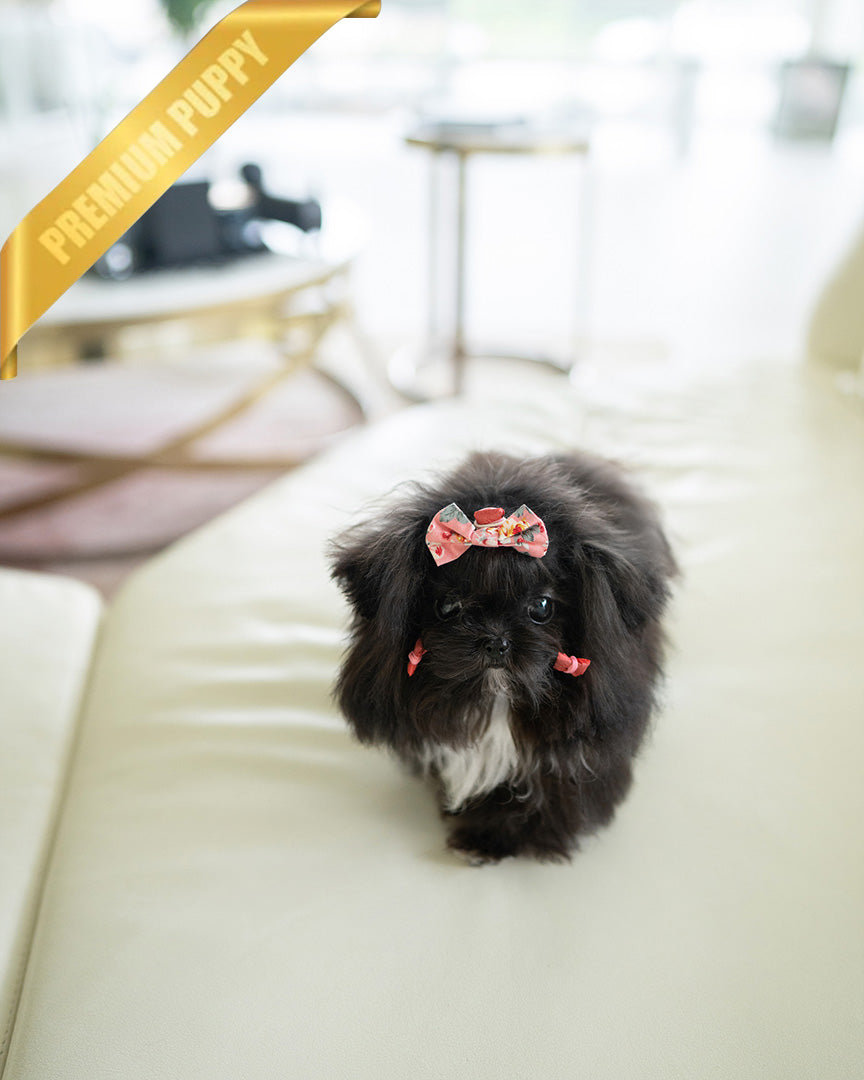 PEBBLES  - FEMALE