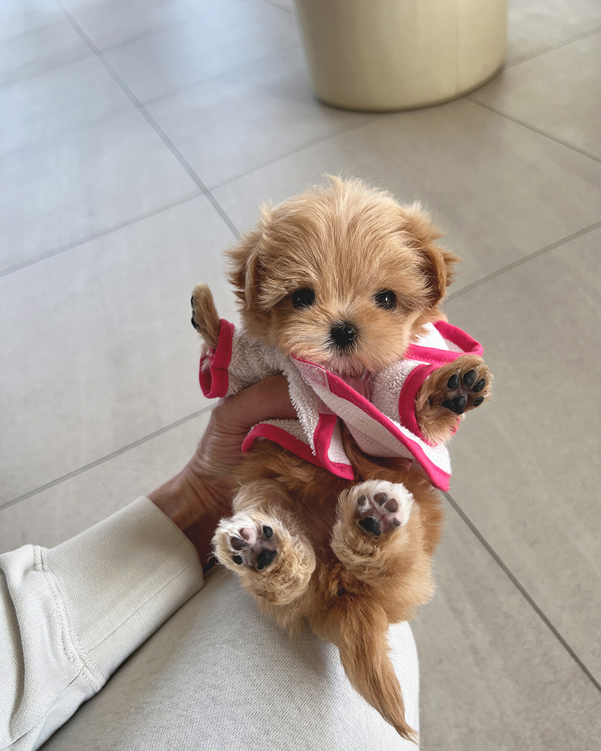 GIGI - FEMALE (RESERVED by GENEVIEVE) - ROLLY TEACUP PUPPIES - TEACUP PUPPY FOR SALE