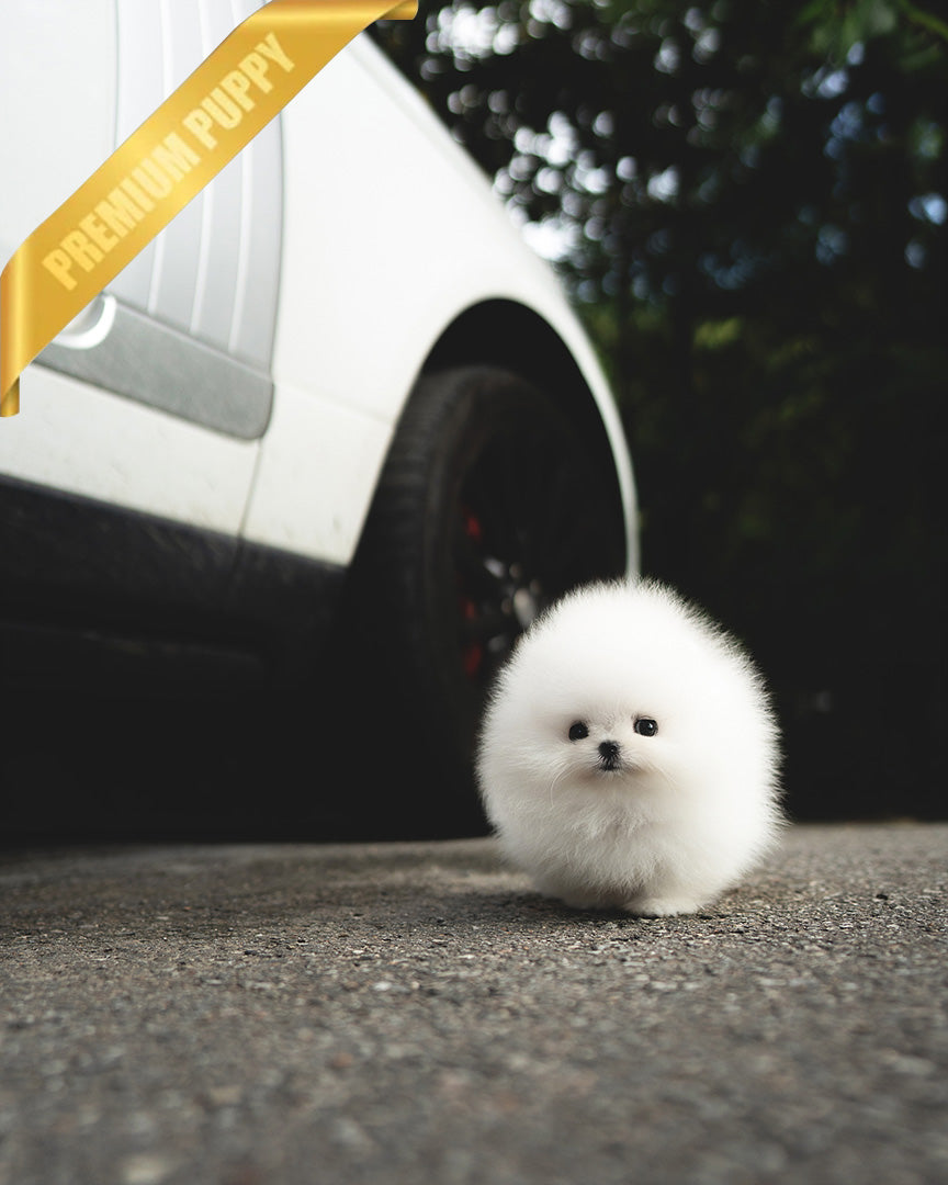 COCO - FEMALE - ROLLY TEACUP PUPPIES - TEACUP PUPPY FOR SALE