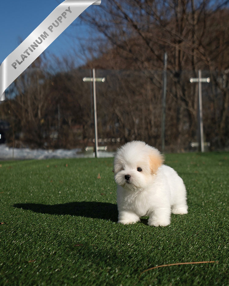 SNOWY - MALE - ROLLY TEACUP PUPPIES - TEACUP PUPPY FOR SALE